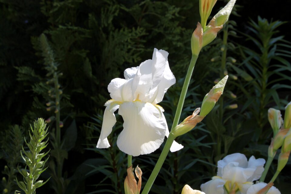 Lilies nature white