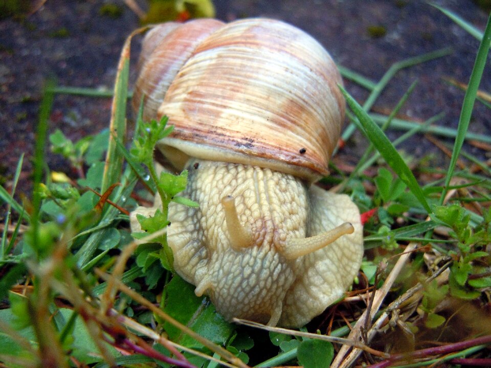 Marko recording snail mollusk