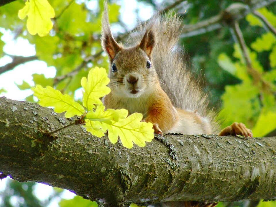 Hairy squirrel tree