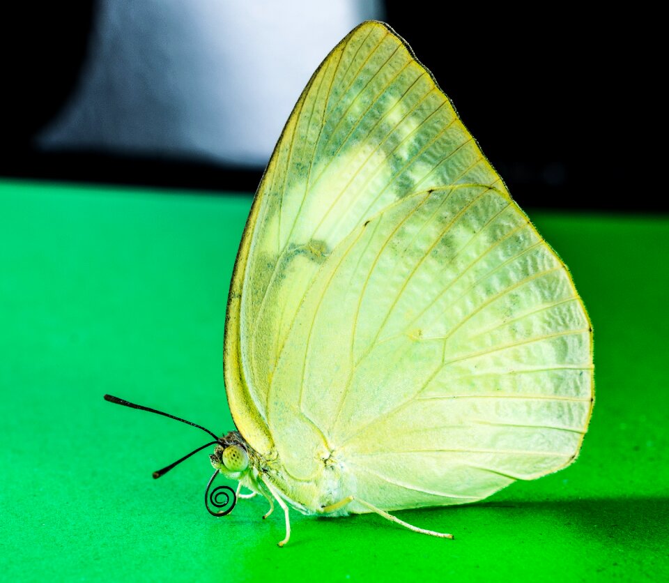 Butterfly insect Free photos