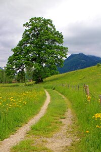 Individually nature meadow photo