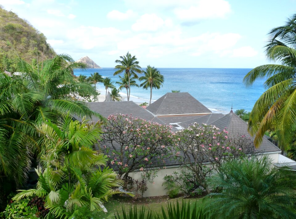 Palm tree vacation romantic