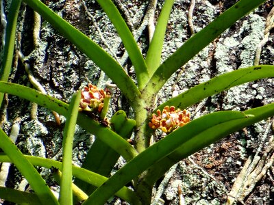 Wild forest western ghats