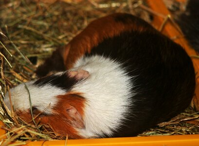Sepia white buff small animals rodent sleeping