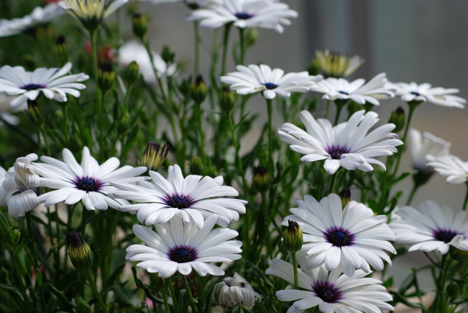 Flowers garden
