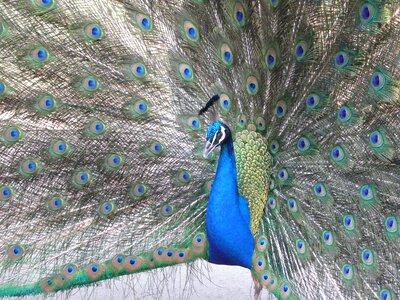 Peacocks cock blue