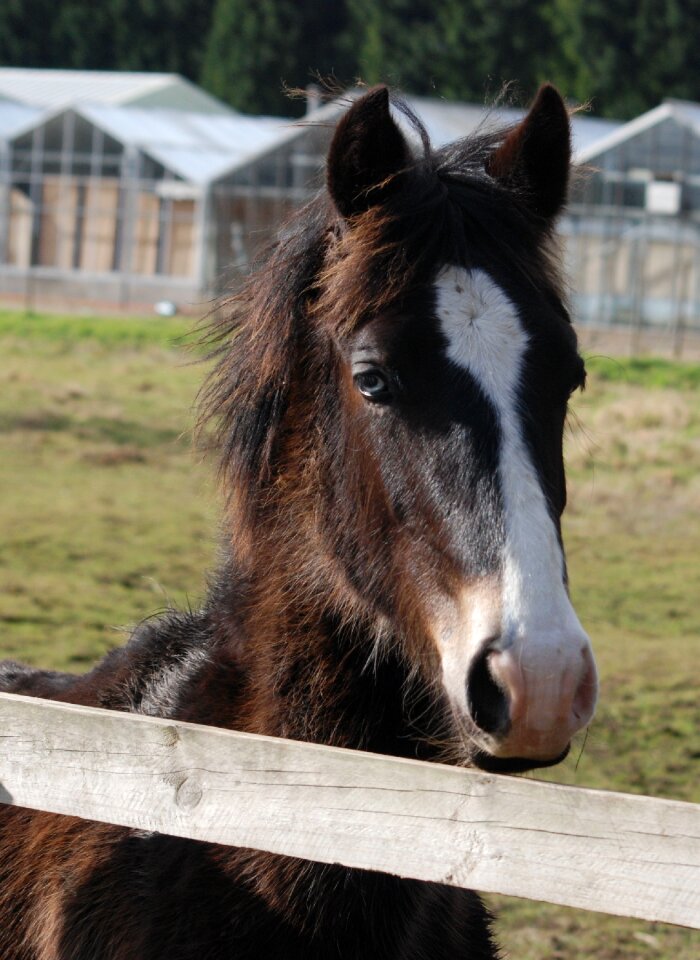 Pony grazing