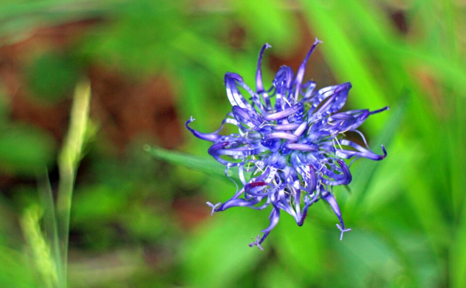 Bloom blue blue phyteuma