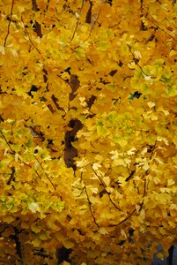Autumn gold fall foliage golden autumn