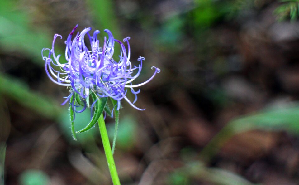 Bloom blue blue phyteuma