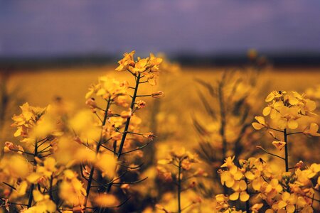 Yellow summer blossom