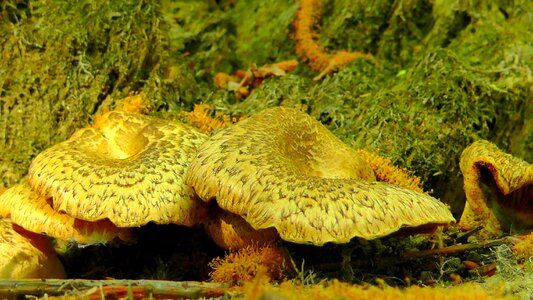 Agaric forest mushroom