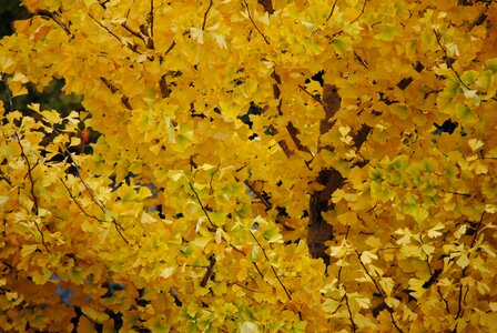 Autumn gold fall foliage golden autumn