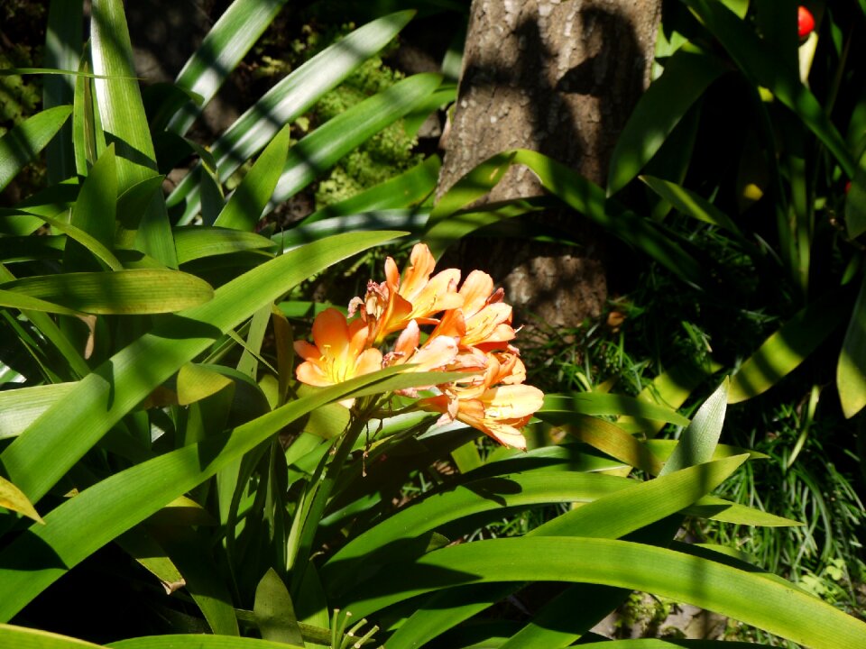 Portugal botany leaves