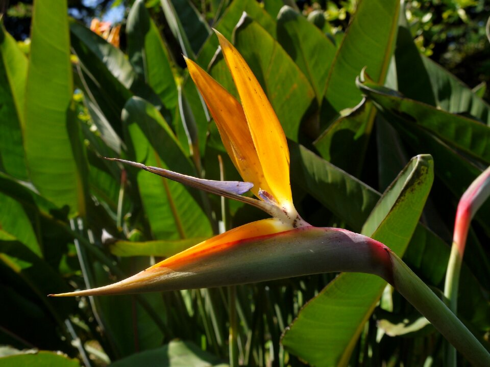 Madeira caudata flower island