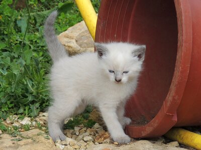 Kitten white cute
