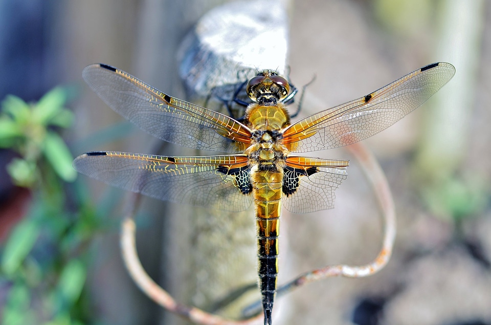 Wildlife bug small photo