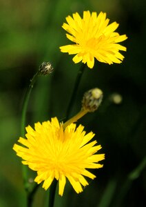 Meadow yellow