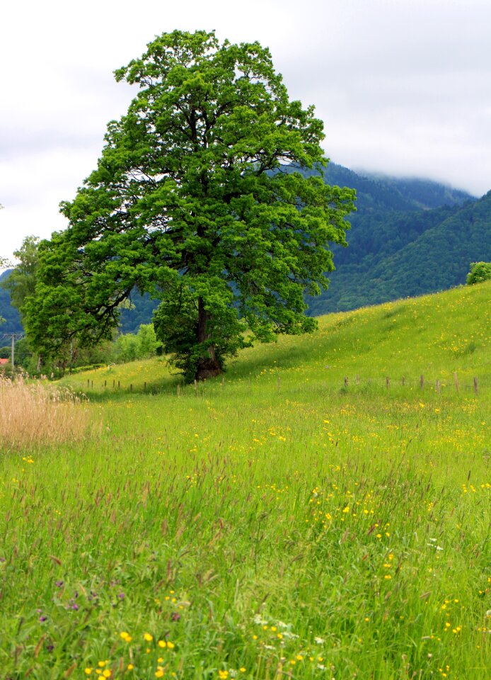 Meadow pasture green