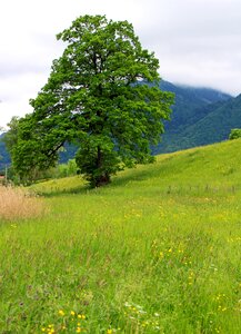 Meadow pasture green photo