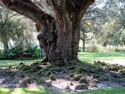 Tree roots