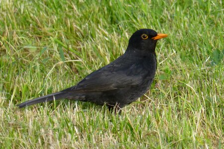 Bird black grass photo