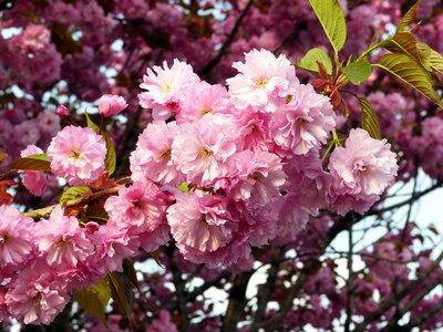 Cherry blossoms nature spring flowers