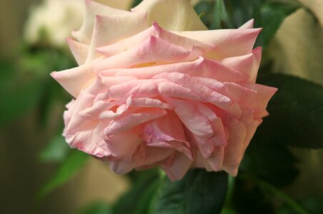 Blossom bloom open