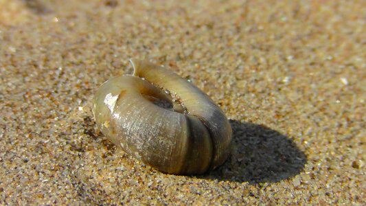 Sea snail casing beach photo