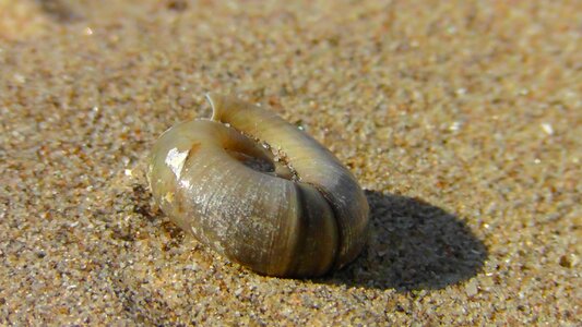 Sea snail casing beach