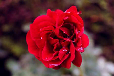 Red rain isolated