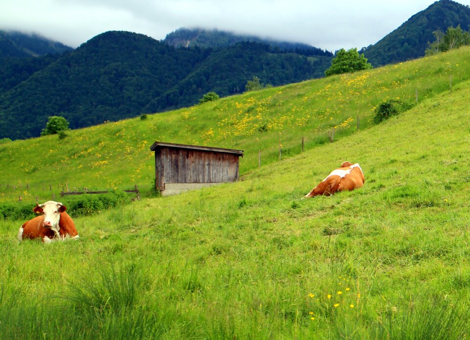 Flora mountain meadows mountains