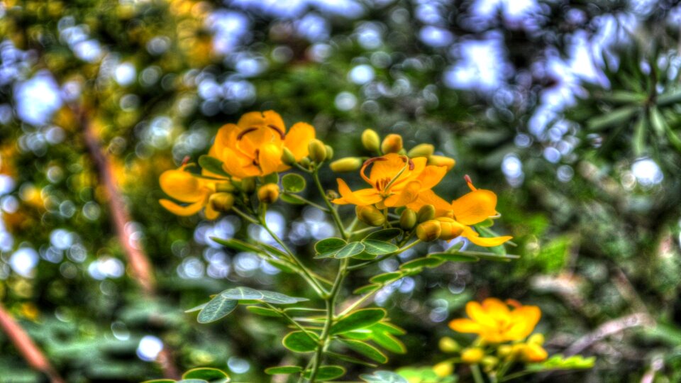 Yellow flora photo
