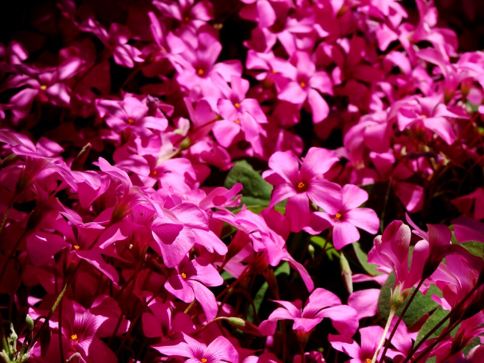 Nature petals colorful