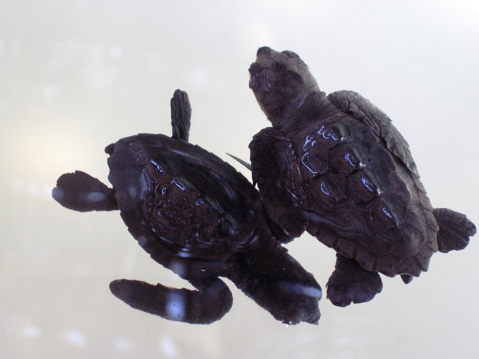 Shell tortoise turtle