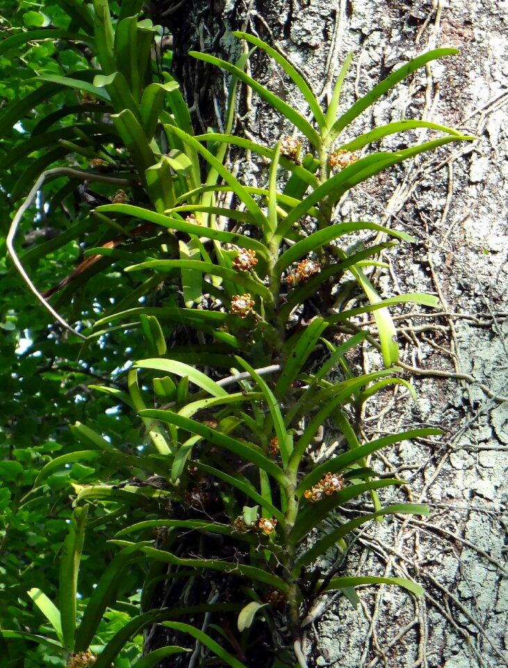 Wild forest western ghats