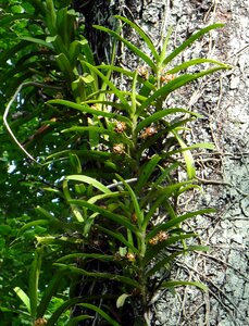 Wild forest western ghats