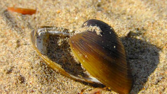 Sand beach nature mussels