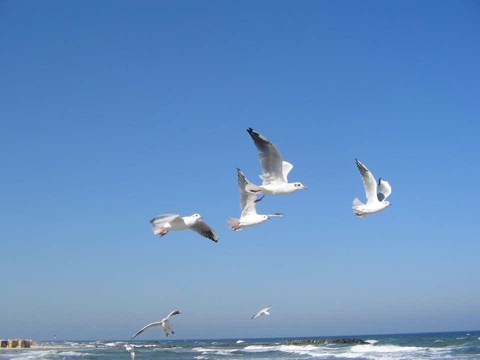 Baltic sea seagulls sea
