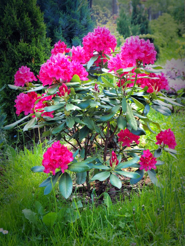 Flowering pink nature