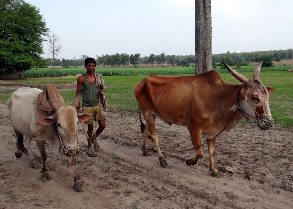 Farmer countryside karnataka