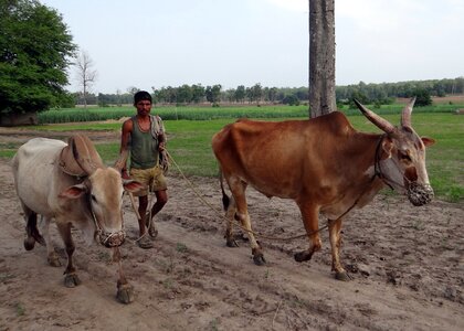 Farmer countryside karnataka photo