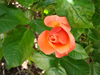 Flowers flower plant