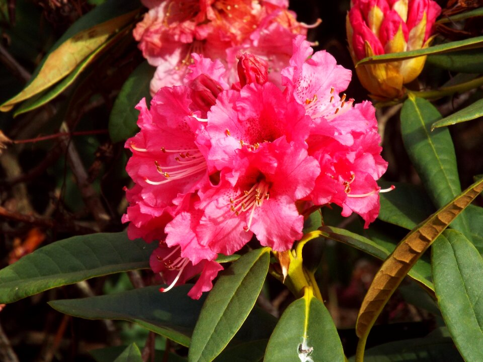 Gardens flowers garden flower