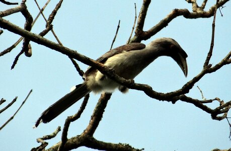 Karnataka india photo