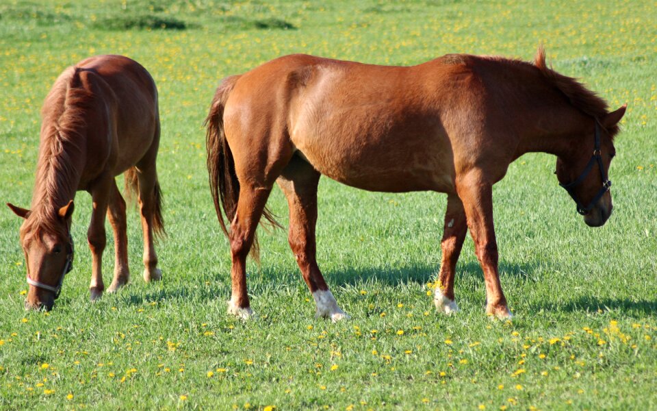Horse friends riding