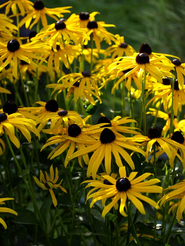 Bloom sunny summer