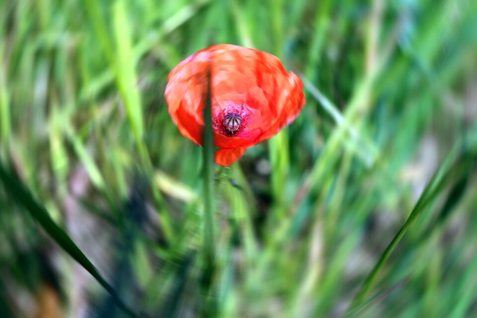 Nature green summer