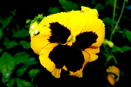 Bloom yellow viola