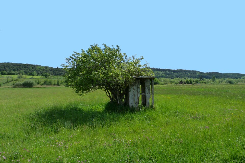 Fields trees wind